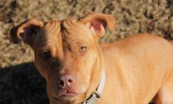 Pit Bull Terrier - Ursula - Medium - Adult - Female - Dog
CHARACTERISTICS:
Breed: Pit Bull Terrier
Size: Medium
Petfinder ID: 24267430
ADDITIONAL INFO:
Pet has been spayed/neutered
CONTACT:
Herkimer County Humane Society | Mohawk, NY | 315-866-3255
For