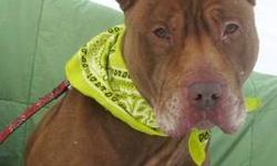 Pit Bull Terrier - Waldo - Medium - Adult - Male - Dog
UPDATE: WALDO RECENTLY ATTENDED THREE KINDERGARTEN CLASSES WHERE HE WAS THE STAR STUDENT! ALL THE KID'S LOVE WALDO AND HE LOVED ALL THE KIDS! Where's Waldo! He's right here at the shelter looking for