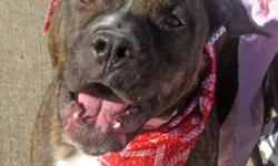 Pit Bull Terrier - Waldo - Medium - Adult - Male - Dog
WALDO ATTENDED THREE KINDERGARTEN CLASSES WHERE HE WAS THE STAR STUDENT! ALL THE KID'S LOVE WALDO AND HE LOVED ALL THE KIDS! Where's Waldo! He's right here at the shelter looking for a family to love
