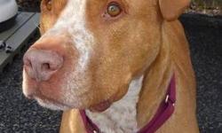 Pit Bull Terrier - Wallace - Large - Adult - Male - Dog
Wallace is a big boy with a big heart. He is very sweet and very much a puppy at heart. He is great with meeting new people, and loves to be the center of attention. Wallace loves to run and play and