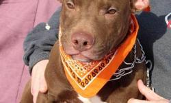 Pit Bull Terrier - Willie - Medium - Young - Male - Dog
Awww our sweet and petite friend Willie is truly a happy and loving guy! He only weighs around thirty pounds and has an adorable personality! Our little Willie loves people and is happiest when he's