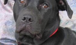 Pit Bull Terrier - Xena - Large - Young - Female - Dog
If you want crazy, well I'm the dog for you!! I am a young Pitt bull mix. I have had a very rough start and am looking for a kind and patient home to call my own. I am about a year old and when I was