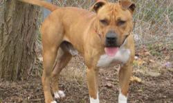 Pit Bull Terrier - Zak - Large - Adult - Male - Dog
***THIS IS A COURTESY LISTING. DO NOT CONTACT THE SHELTER. FOR MORE INFORMATION, CONTACT***
CHARACTERISTICS:
Breed: Pit Bull Terrier
Size: Large
Petfinder ID: 25143566
ADDITIONAL INFO:
Pet has been