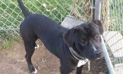 Pit Bull Terrier - Zander - Medium - Adult - Male - Dog
My name is Zander and I came to the shelter as a stray in December 2012. I am an adult male Pit mix. I am such a sweet boy! I love to be around people and I love to be petted! I also enjoy going out