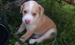 I have two male and one female pit puppies. Eight weeks old with all shots included. Only to go to good forever homes. Great with kids and other dogs $100 need to go asap