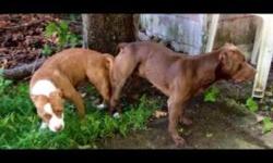Hi I have some lovable pitbull pups from my Castillo rednoses No bullyz
This ad was posted with the eBay Classifieds mobile app.