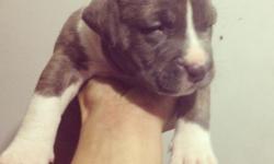2 males left bully pocket pitbull blue nose .680 for each
Call or txt 7862525675 delivery in brooklyn .