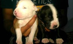 I have nine puppies 2 males n 7 females... I have black n white.. brindle n white..n cream n white..they will have their first shots and dewormed..pups were born January 8th and will be ready March 5th...please contact 13157961332 or call 13153160167