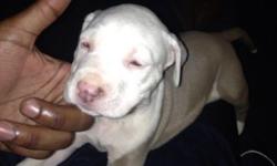 Pitbull puppy for sale 550
This ad was posted with the eBay Classifieds mobile app.