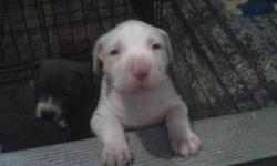 I have 1 female pit left. white with gray on one ear. call lois 585-285-8675