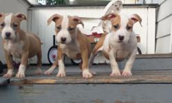 I have 3 puppies left 1 boy 2 girls ready to go now give a call or texts going be nice dogs 585 967 3323