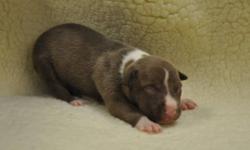 4 males and 3 females bluenose and standard pitbull pups available. Born 4-18-13. Will be ready to go in 6-7 weeks. Will have first set of shots and be dewormed. no papers. Parents on property. Asking 325 MALES-275 FEMALES . serious inquiries only.