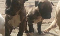 2 more puppies for sale in long island area. only serious buyers . 1 girl 1 boys.
they got d wormed 4/6/14 so there good to go today !
ONLY SELLING TO LONG ISLAND AREA!
