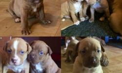 pitbulls for sale, ready to go next month, July 2014. 6 females, 1 male
This ad was posted with the eBay Classifieds mobile app.