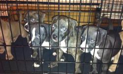 6 females 4 males born on Jan 27, 2013 red nose blue nose pitbulls with papers from UKC. Dam and Father have papers. These puppies are very sweet and deserve good honest homes. If interested feel free to contact me.