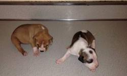 Pitbull pups for sale 300 for girls 250 for boys 8weeks old ready to go for more info call 845-514-3830