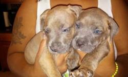 I have a female n male pup for sale utd on shots very playful full of energy loving pups