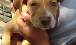 Pitbull terrier puppy for sale 2 months old
This ad was posted with the eBay Classifieds mobile app.