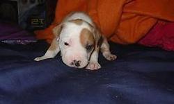 I have 4 pittbull puppies left. they are 3 weeks old on feb 31 st. born feb 7th .. ready on april 4th.. they will be dewormed, distemper shot, vet checked. im starting take deposit half down... their is no refunds back on any of the money.. they are