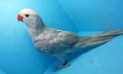 PARROTLET AVIARY IS PROUD TO PRESENT A BRAND NEW BIRD ADDITION TO OUR AVAILABLE FOR ADOPTION BABIES.
THE FOLLOWING BIRD REPRESENTED IN THE PICTURE IS A VERY RARE COLORED, PLATINUM LACEWING RINGNECK PARROT. THIS SUPERB BEAUTY DOES'NT BITE, AND IS SUPER