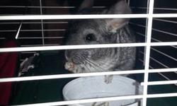Chinchillas need to be played with everyday so please answer ad if you have the time for and are serious about wanting a chinchilla as a pet. (Will throw in cage, bath house, book on chinchillas,bowls, water container,brush, wheel, and wooden house for
