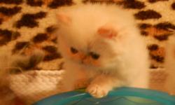 Beautiful Himalayan kittens. Grand Champion lines. Well socialized. 2 flame point males, 2 torti point females. 7 weeks old. CFA registered, first shots, wormed, vet checked, health guarantee. Ready to go by Xmas if mature enough.