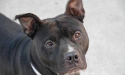 Willie is located at Brooklyn Animal Care and Control. I am not affiliated with them. For more info about Willie or to see his current status, copy/paste this link: