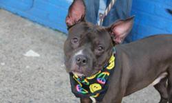 Richie is located at Brooklyn Animal Care and Control. I am not affiliated with them. For more info about Richie or to see his current status, copy/paste this link: