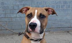 Gambet is located at Brooklyn Animal Care and Control. I am not affiliated with them. For more info about Gambet or to see his current status, copy/paste this link: