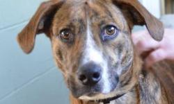 Plott Hound - Tiger - Medium - Adult - Male - Dog
Known affectionately as "Tony the Tiger" because of his unique brindle markings, this 1 1/2 year old Plott Hound mix loves toys (especially stuffed animals). He gets along with cats, dogs, and children and