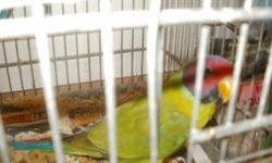 Have several two year old pairs of Plum heads parakeets fully colored since it takes two years for males to acquired the plum head colors These birds are not easily found we have priced them bellow the retail cost .Price is pair..Shipping available.Birds