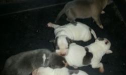 Razors edge and gotti pocket pits ready now call or text 585-775-1971