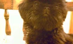 Pocket shihtzu pups gorgeous reds, gold/white and solid gold black mask girls. I have one male that is gold/white gorgeous tiny. Out of 5 lb male and 6 lb female. Wormed several times ,vet checked and first shots. Socialized puppies in livingroom .