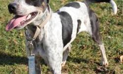 Pointer - Grits - Medium - Young - Male - Dog
Grits, a 1 year old Cattledog/Pointer Mix, is looking for his forever home. Grits certainly deserves it ? he?s been at CGHS/SPCA for almost an entire year ? he first came in when he was just ~4 months old!