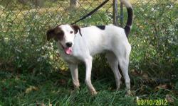 Pointer - Penny - Medium - Young - Female - Dog
Please call 585-260-7665 for more information on this pet
CHARACTERISTICS:
Breed: Pointer
Size: Medium
Petfinder ID: 24300651
ADDITIONAL INFO:
Pet has been spayed/neutered
CONTACT:
Pals4Pets Rescue |
