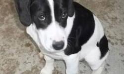 Pointer - Ribbons - Medium - Baby - Female - Dog
The Sullivan SPCA works with a network of shelters and rescue organizations locally and throughout the Mid-Atlantic region to help puppies and dogs in urgent need of rescue and relocation. CONTACT THE