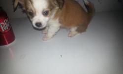 2 pom chi pups left for sale 300.00 each. They have been vet checked have had first shots wormed and puppy starter kits. Pom chi is hybrid cross between a pure Chihuahua and pure Pomeranian. brown and black male, grey and white male and brown and white