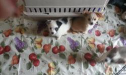 Only 2 left!!! Adorable Pom chi pups ready to go to their forever homes. They will have health certificate, first shots, dewormed and also come with puppy starter kit. These little furry fluff balls are family raised. Both Parents are Pure bred, Mom is