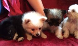 Pomapoos
Four beautiful, pomapoos ready to go 8/27. 2 males and 2 females. Wormed and first shots. Will come with puppy starter pack. 2 of them are charting out to be about 4 lbs. Mom is a 5 lb. pomapoo dad is a beautiful 5 lb. Pom.
call or text (315 ...