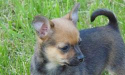 Lovable female Pomeranian crossed with a Chihuahua. Both parents are excellent family dogs and great with children.The puppies are socialized and very outgoing. Pups born 3/21/14 are vet checked , have 2 sets of shots and dewormed. Located in Addison, NY