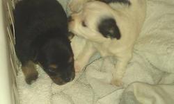 I have 2 little pomchi's 1 females and one male left. The female is white with black and the male is Brown with black/ white marking They were born on Jan 16th and will be ready to go to their forever homes on March 16th. Mom is purebred Chihuahua and Dad