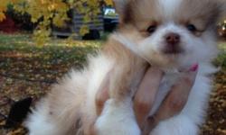 3 pure breed pomerainian puppies looking for a warm home before the holidays, there are 3 males in this litter. They are very energetic, which is great for families, they will be 8 weeks old this wensday comming up, if you have any questions please email