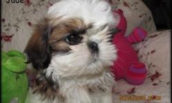 Pomeranian Shih Tzu only 3 girls left asking 350
7 weeks old
This ad was posted with the eBay Classifieds mobile app.