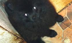 I have one male Pomeranian, he is solid black. Very very sweet and loving. He is such a good boy, born July 17th, needs his own forever home ....Purebred, I have both mom and dad..(who are AKC)....he will be on the large side...10# or so... ...perfect for