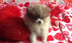 My brothers found their forever homes and I would like mine so I won't miss them. Born November 27, 2013. I have been vet checked and have first shots. I am adventurous and brave and love kisses. I am a purebred toy Pomeranian and will not get more than