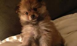 My two brothers found their forever homes and I would like mine so I won't miss them. I was born November 27, 2013. I have been vet checked and have first shots. I am adventurous and brave and love kisses. I am a purebred toy Pomeranian and will not get