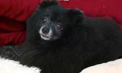 Pomeranian - Ace - Small - Senior - Male - Dog
Ace is a senior Pomeranian who is calm, friendly and sweet. He is very bonded to his "brother" Morgan. They are looking for a home together. Morgan is a senior Maltese. Sadly, their owner recently went into a