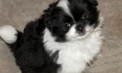 Adorable Pom-Chin cross puppies dob 6-14-16. Will be ready at 9 wks in mid August. Mom "Magnolia" is a black & white 8 lb Japanese Chin and dad is a 5 lb light orange pomeranian "Boyd" Very sweet, laid back puppies will come with vet exam, age appropriate