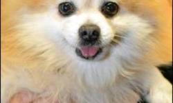Pomeranian - Bear - Small - Young - Male - Dog
Age: 7 years
Sex: Male
Breed: Pomeranian
Approximate Weight: 5 lbs
CHARACTERISTICS:
Breed: Pomeranian
Size: Small
Petfinder ID: 25329641
ADDITIONAL INFO:
Pet has been spayed/neutered
CONTACT:
Animal Haven |