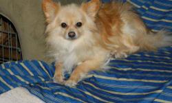 Pomeranian - Blossom - Small - Young - Female - Dog
Blossoms mix is a puzzle, she definately looks part Pom but her body is long like a Doxie. She arrived with 4 puppies who look nothing like her and now that they are older and she is done with this Mommy